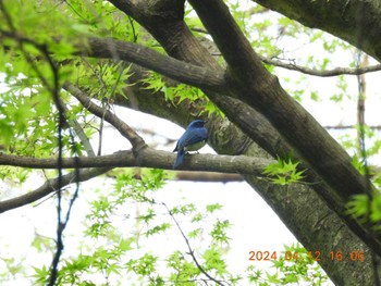 Blue-and-white Flycatcher 養老公園 Fri, 4/12/2024