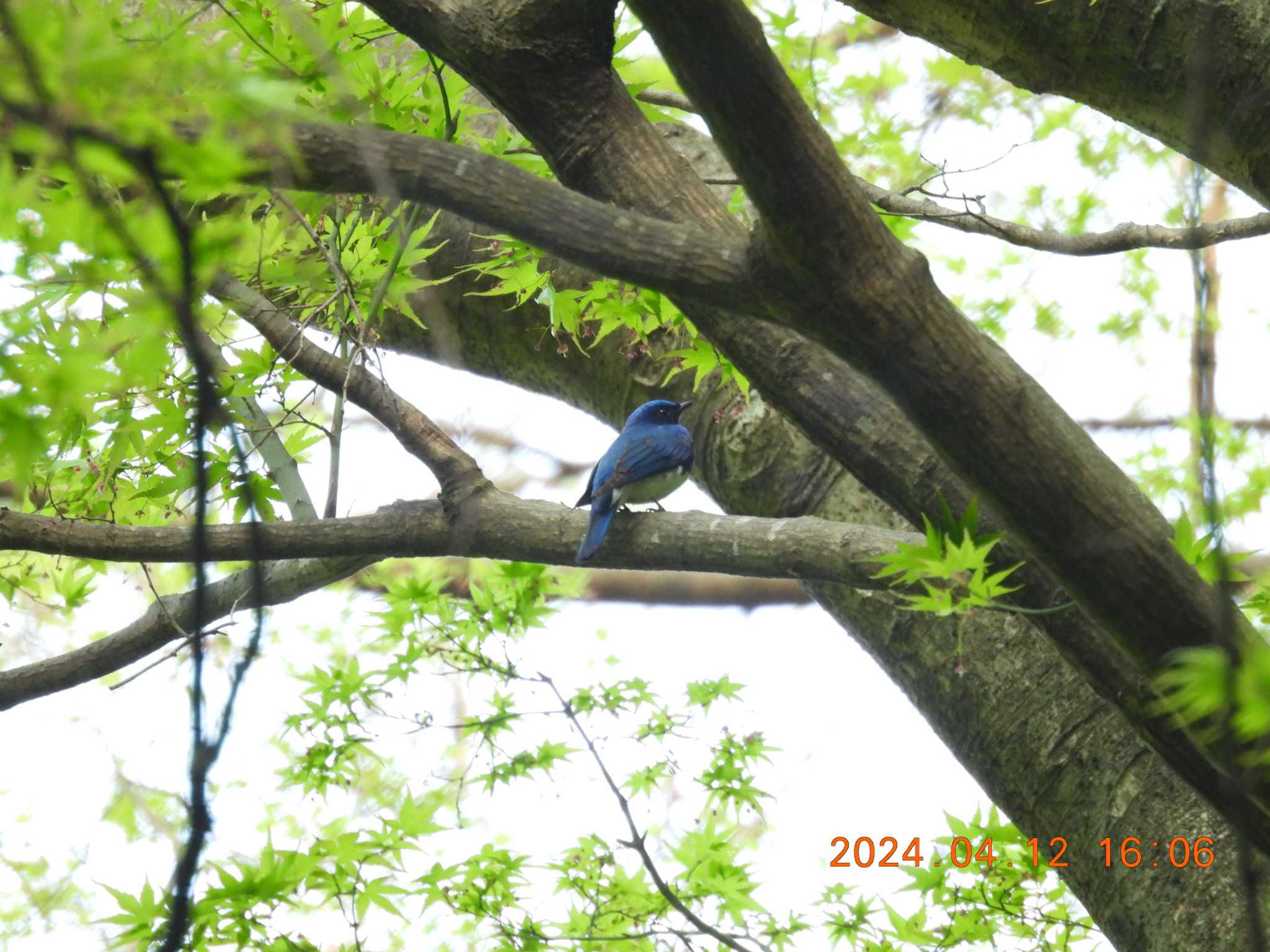 Photo of Blue-and-white Flycatcher at 養老公園 by 得正