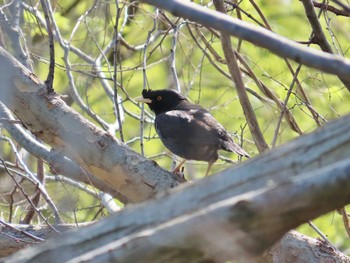 Crested Myna 天野川 Fri, 4/12/2024