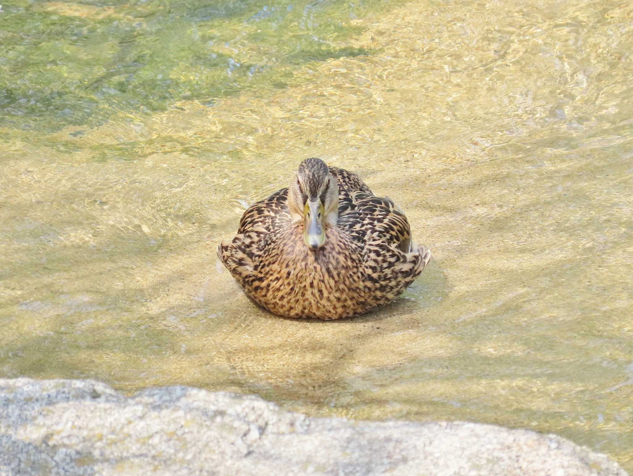 2024年4月12日(金) 天野川の野鳥観察記録 by Toshihiro Yamaguchi 