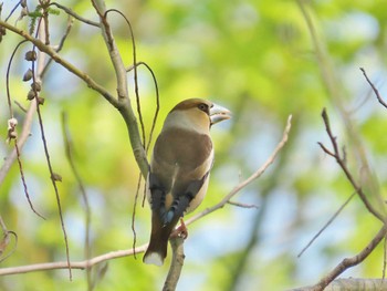 2024年4月12日(金) 天野川の野鳥観察記録