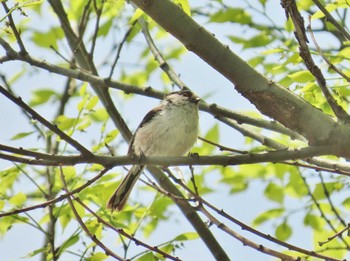 Long-tailed Tit 天野川 Fri, 4/12/2024