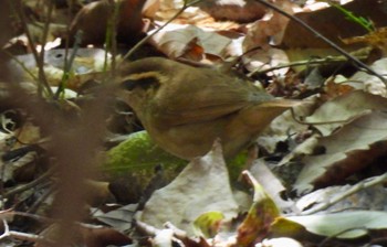 Asian Stubtail 海上の森 Fri, 4/12/2024