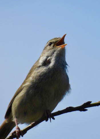 Japanese Bush Warbler 海上の森 Fri, 4/12/2024