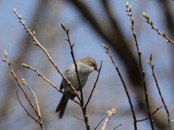 Japanese Bush Warbler 自宅周辺 Thu, 4/11/2024