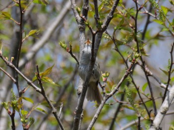 Japanese Bush Warbler 自宅周辺 Thu, 4/11/2024