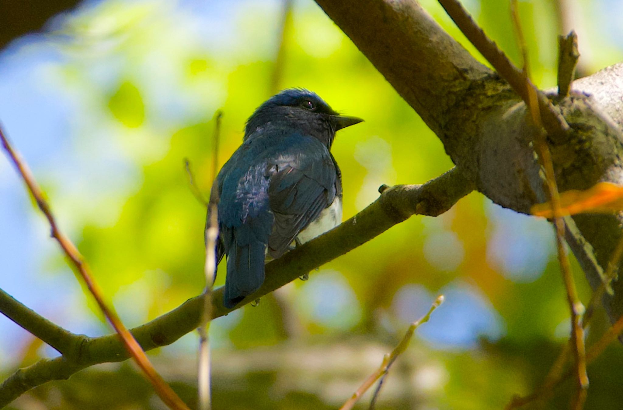 Blue-and-white Flycatcher