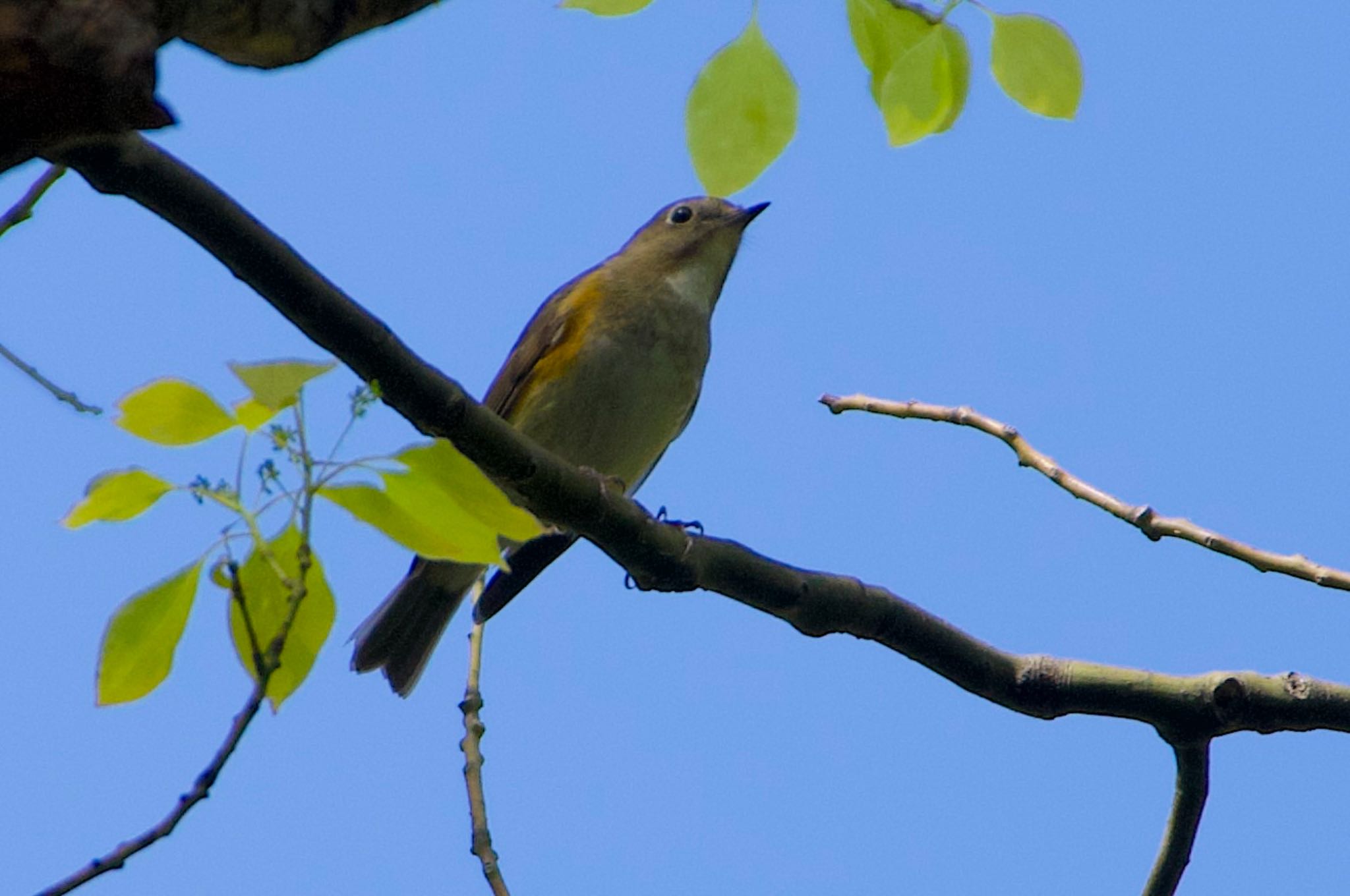 Warbling White-eye