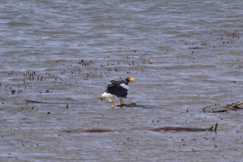 Steller's Sea Eagle 石狩川 Sat, 3/16/2024