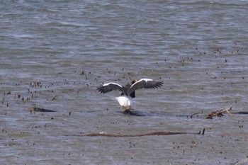 Steller's Sea Eagle 石狩川 Sat, 3/16/2024