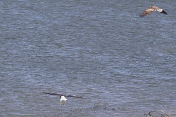 Steller's Sea Eagle 石狩川 Sat, 3/16/2024