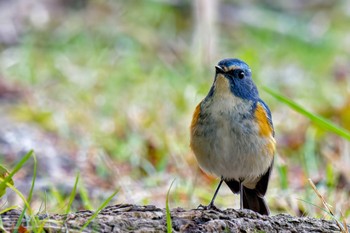 Red-flanked Bluetail Kodomo Shizen Park Sun, 3/24/2024