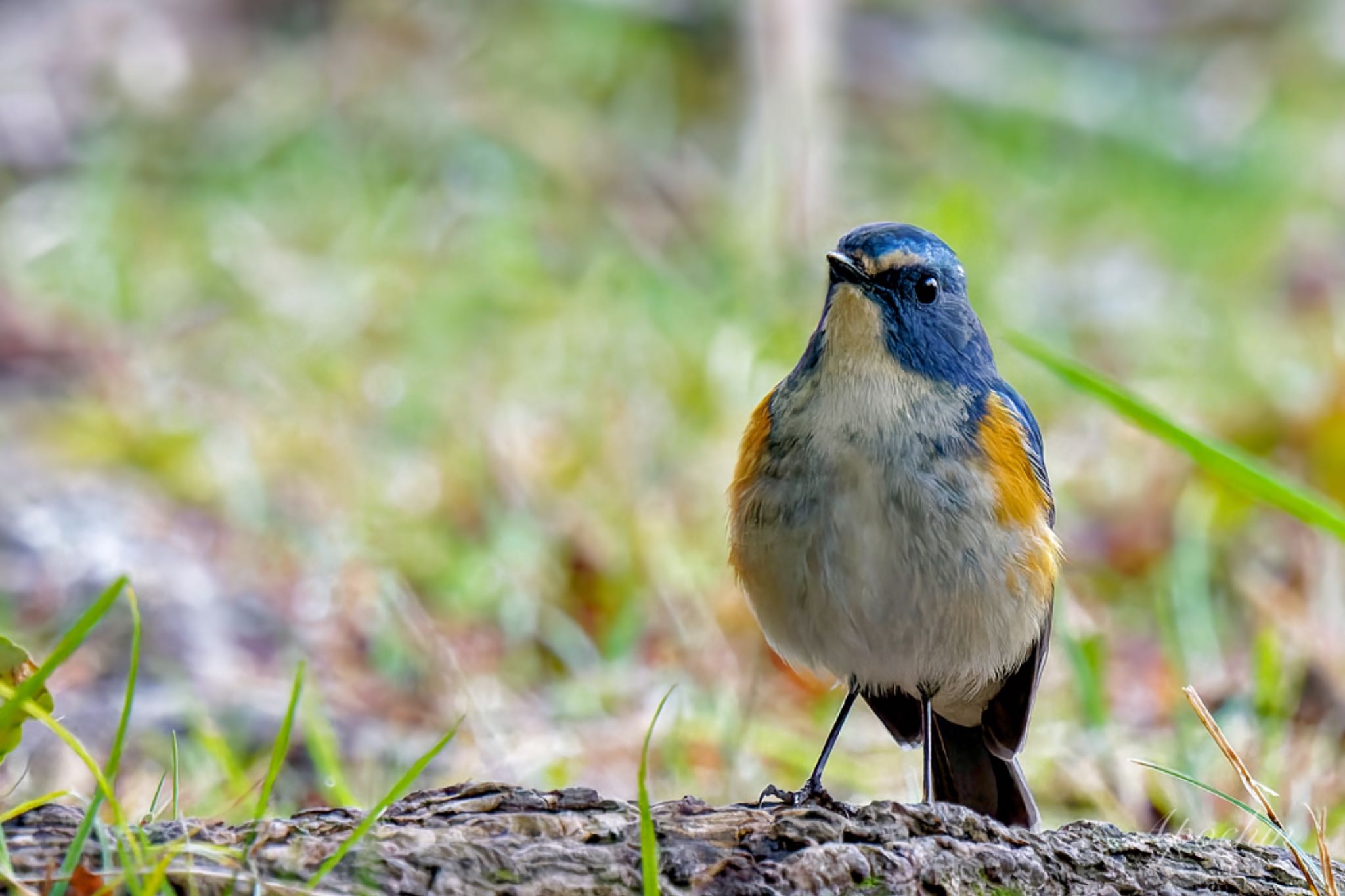 Red-flanked Bluetail