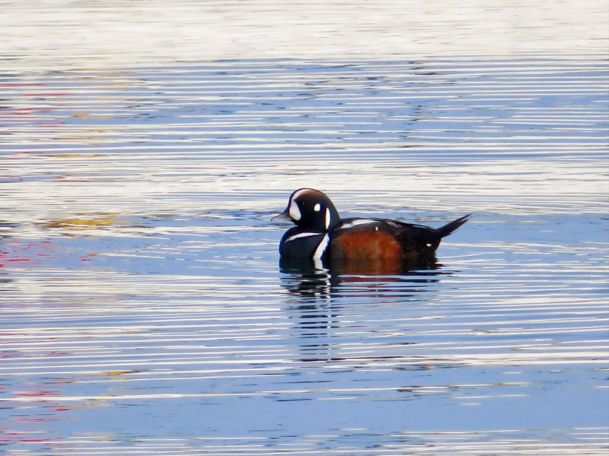 苫小牧市;北海道 シノリガモの写真 by ユウ@道民