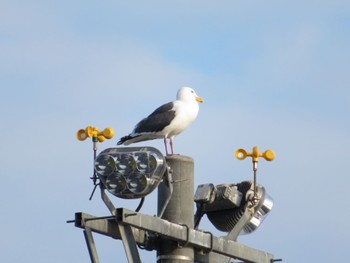 Slaty-backed Gull 苫小牧市;北海道 Fri, 4/12/2024