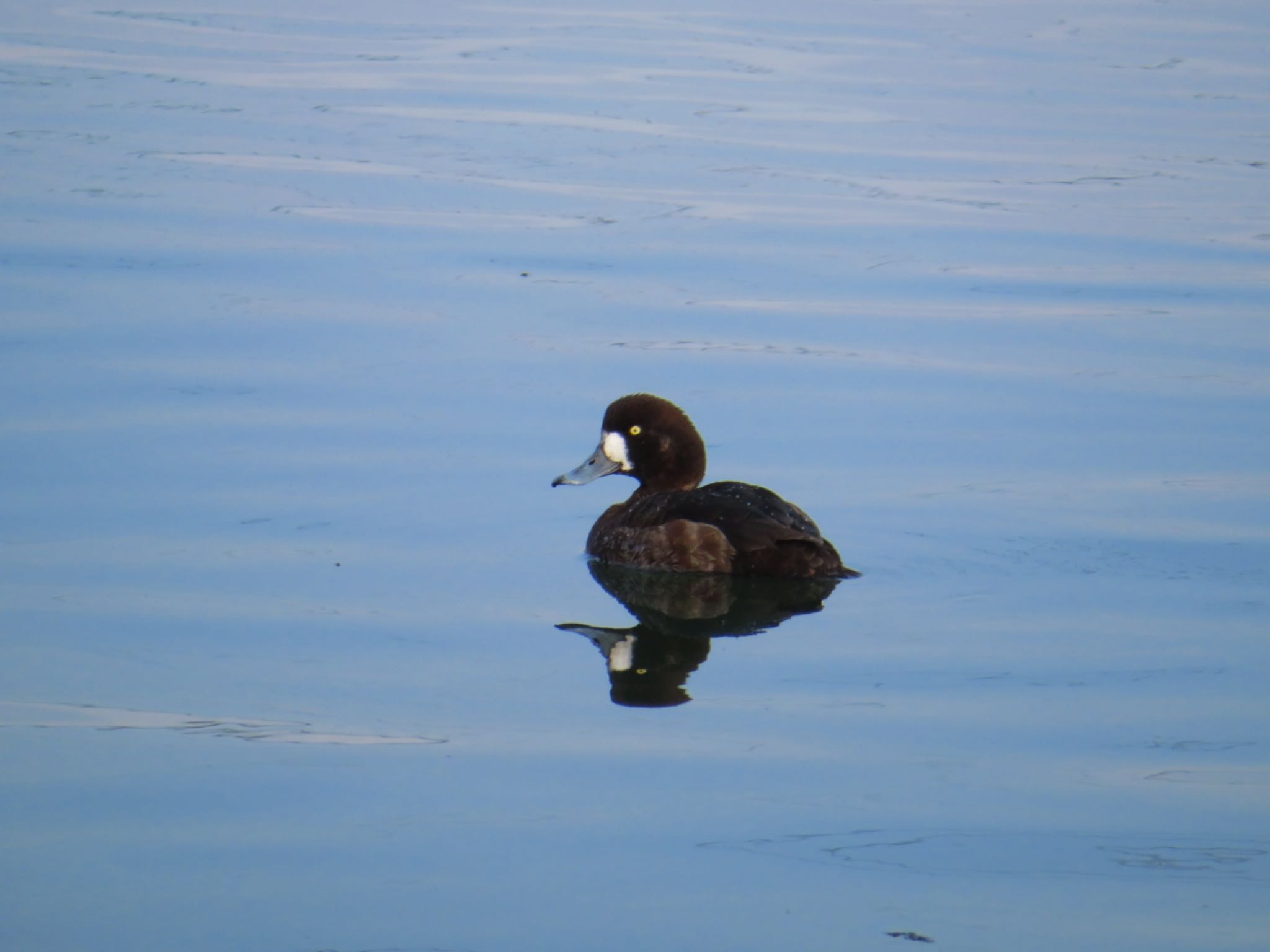 Photo of Harlequin Duck at 苫小牧市;北海道 by ユウ@道民