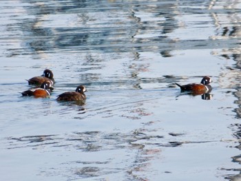 Harlequin Duck 苫小牧市;北海道 Fri, 4/12/2024