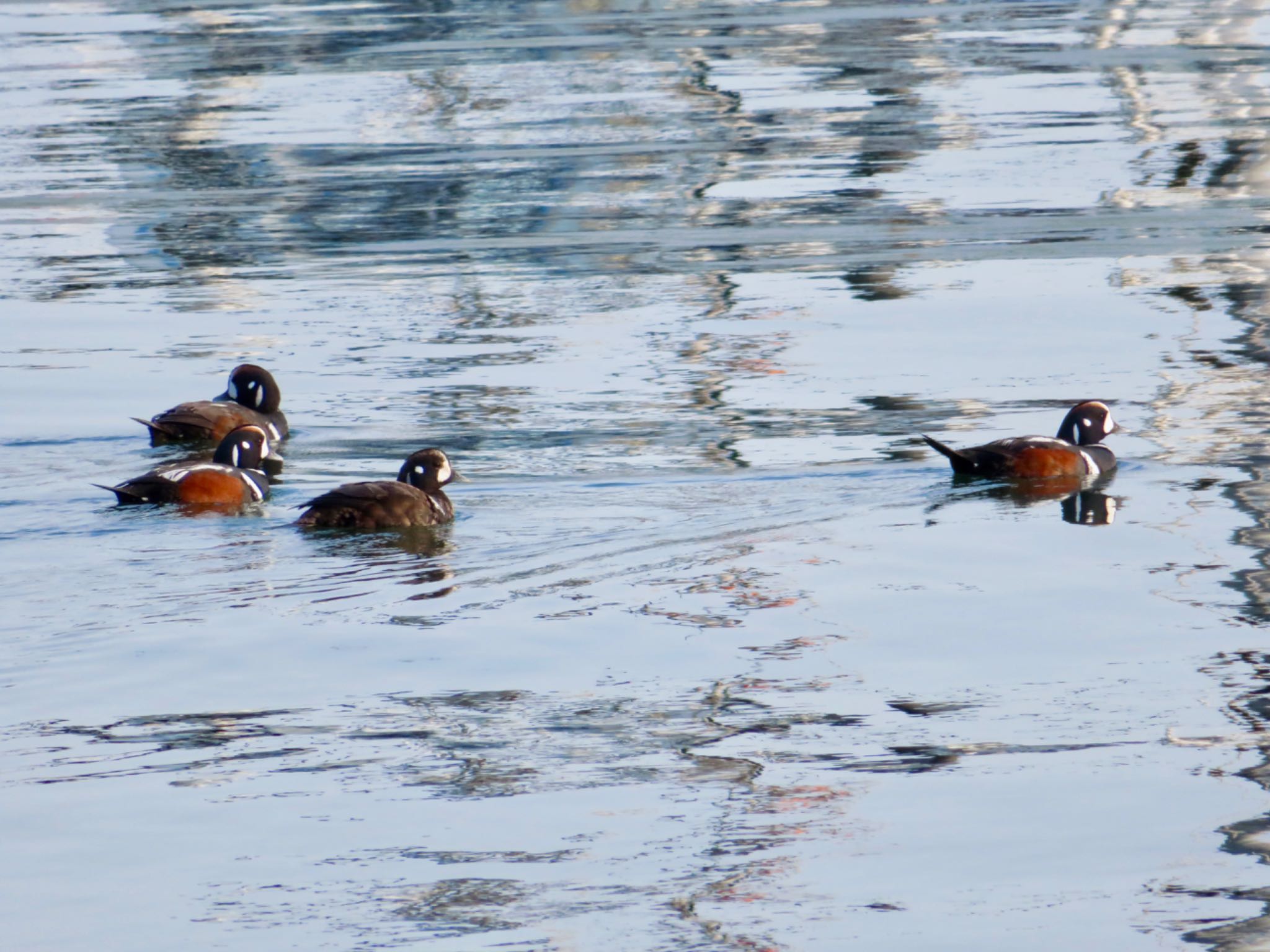 Photo of Harlequin Duck at 苫小牧市;北海道 by ユウ@道民