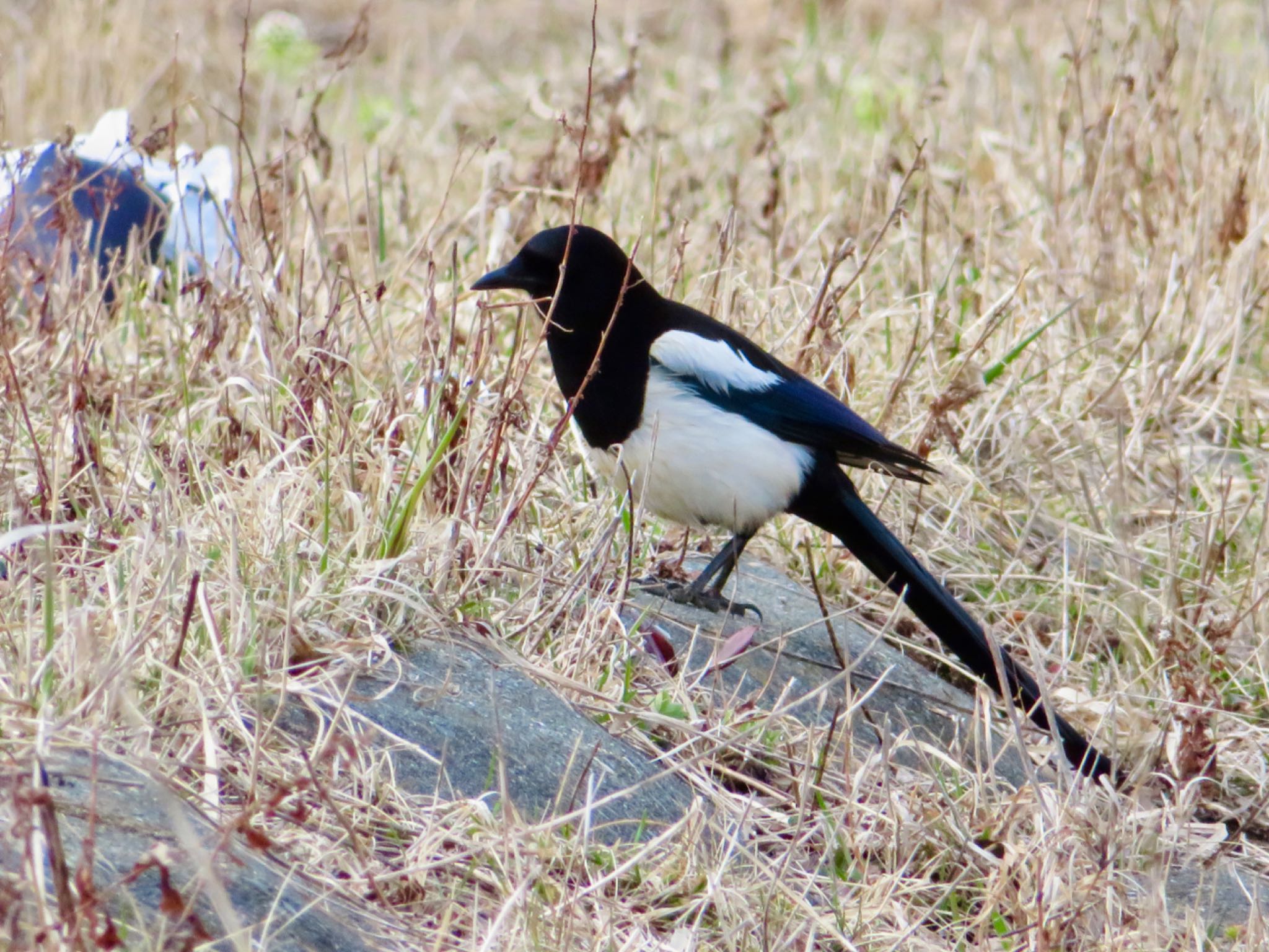 Photo of Eurasian Magpie at 苫小牧市;北海道 by ユウ@道民