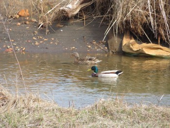 Mallard 苫小牧市;北海道 Fri, 4/12/2024