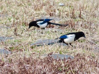 Fri, 4/12/2024 Birding report at 苫小牧市;北海道