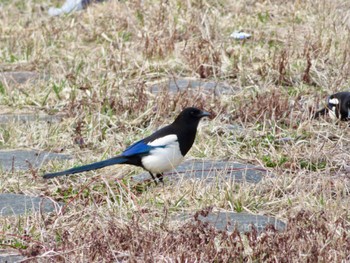 Eurasian Magpie 苫小牧市;北海道 Fri, 4/12/2024