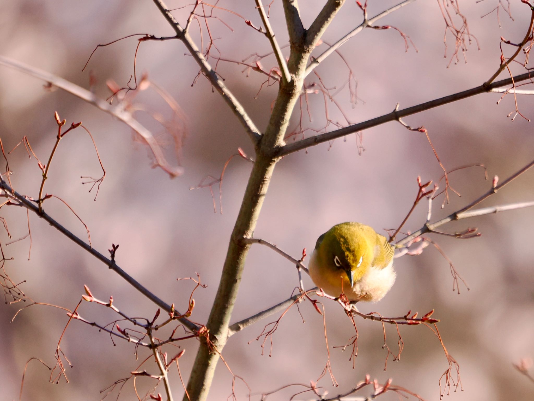 Warbling White-eye