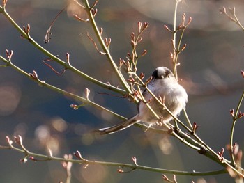 Long-tailed Tit Saitama Prefecture Forest Park Wed, 4/10/2024