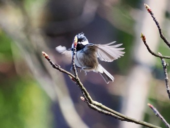 Coal Tit Saitama Prefecture Forest Park Wed, 4/10/2024