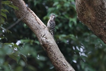 Japanese Pygmy Woodpecker Unknown Spots Unknown Date