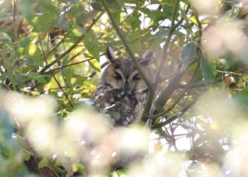 Long-eared Owl 神奈川　寒川 Sat, 3/30/2024