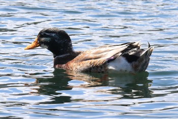 Domestic duck Osaka castle park Sun, 3/10/2024