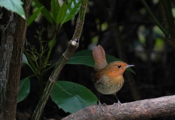 Japanese Robin Osaka castle park Thu, 4/11/2024