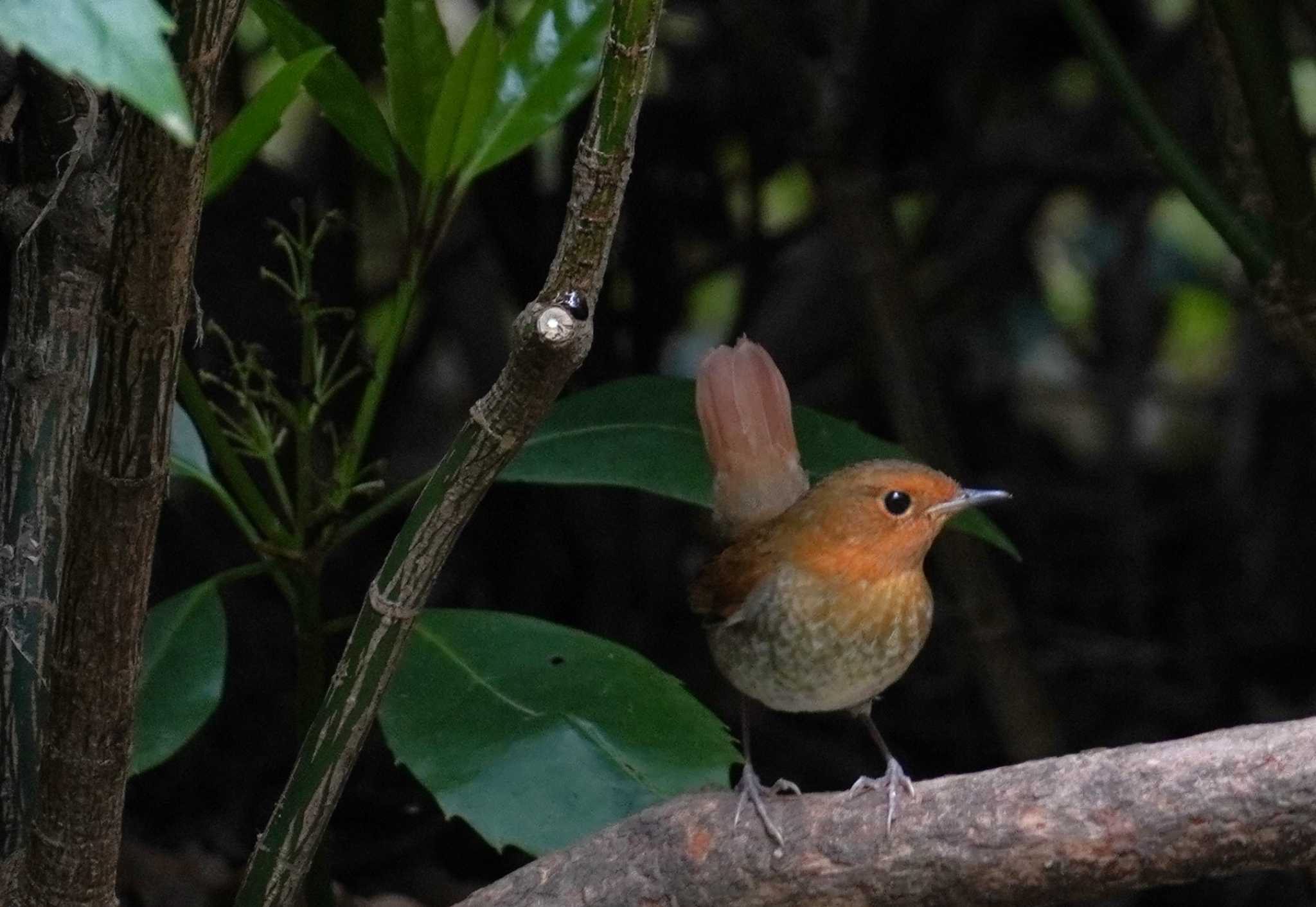 Japanese Robin