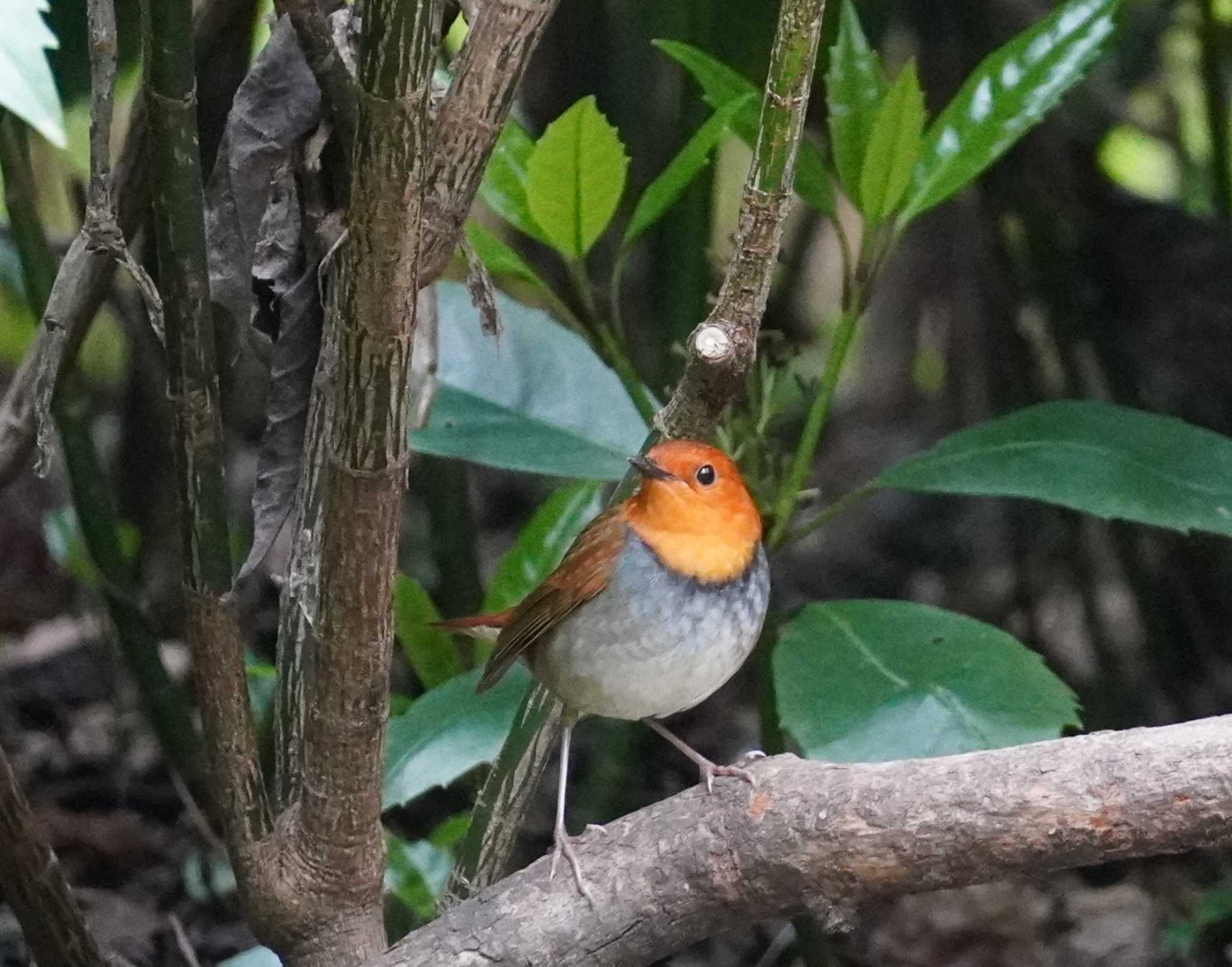 Japanese Robin