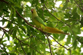 ワカケホンセイインコ 金山緑地公園 2024年4月7日(日)