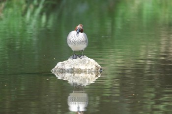 コガモ 金山緑地公園 2024年4月7日(日)