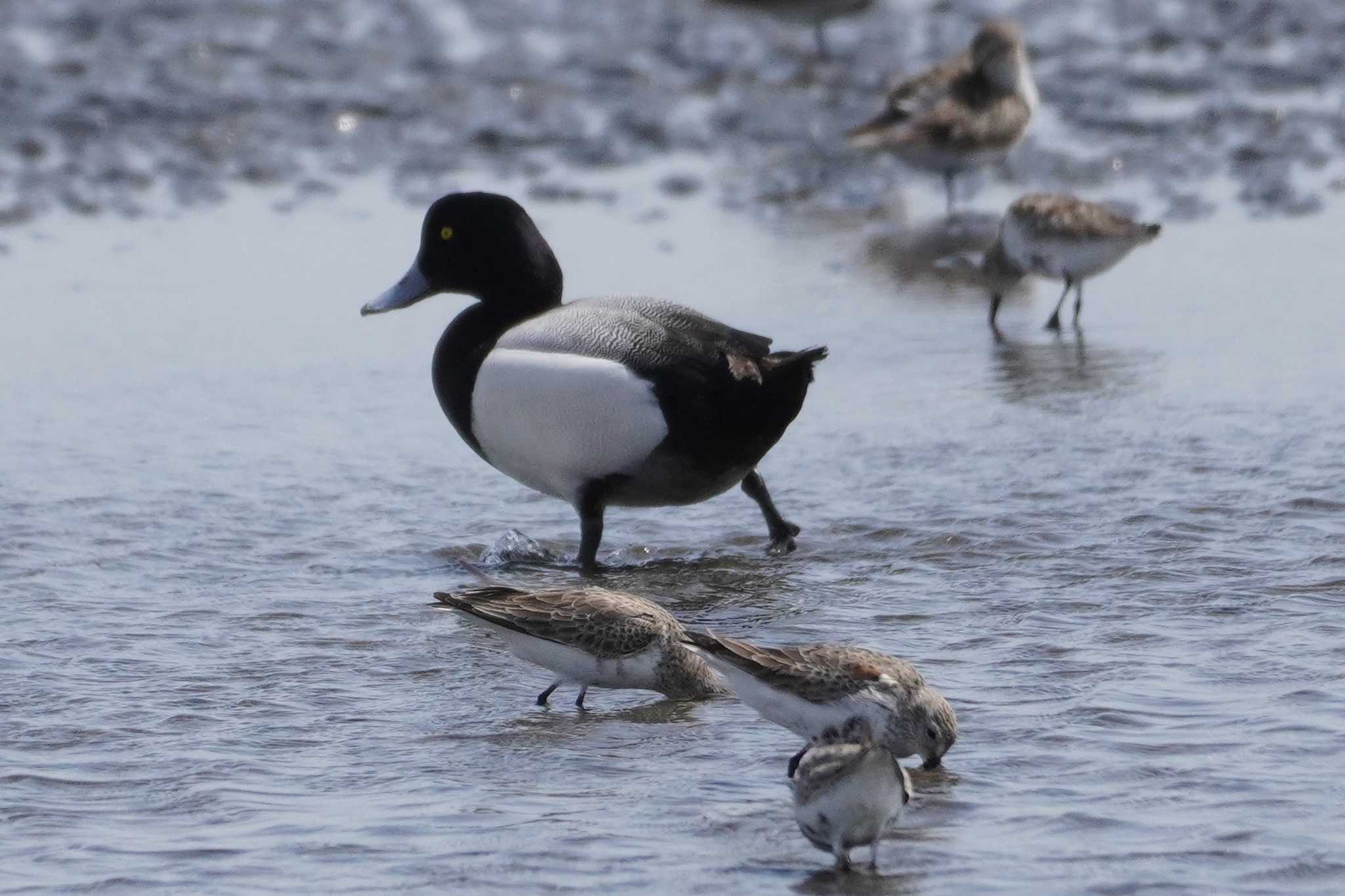 Photo of Greater Scaup at Sambanze Tideland by たっちゃんち