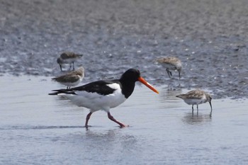 Eurasian Oystercatcher Sambanze Tideland Sun, 3/31/2024