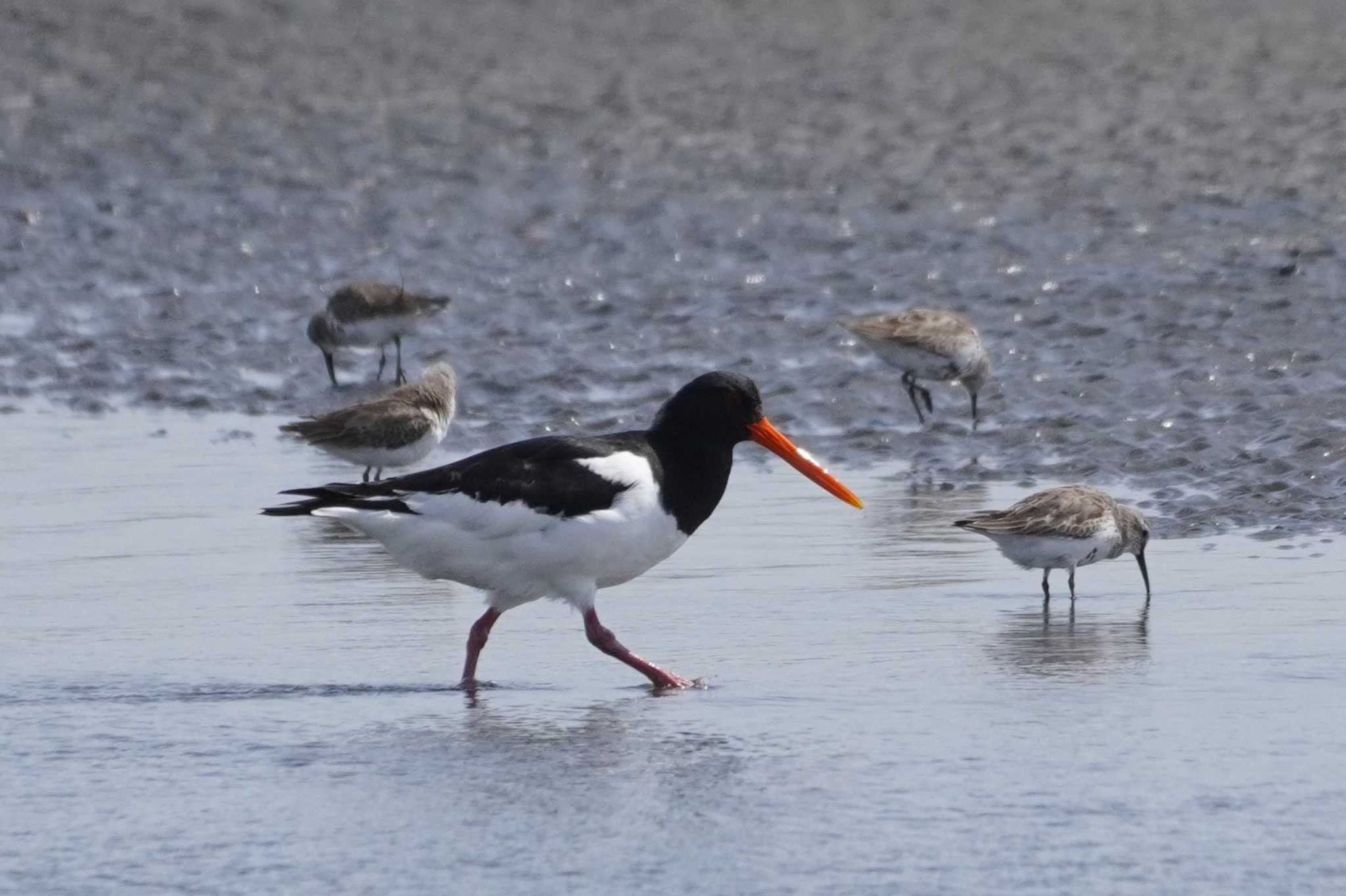 Photo of Eurasian Oystercatcher at Sambanze Tideland by たっちゃんち