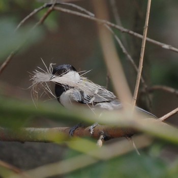 Japanese Tit 姫路市自然観察の森 Fri, 4/12/2024