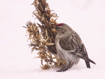 Common Redpoll Makomanai Park Fri, 1/26/2024