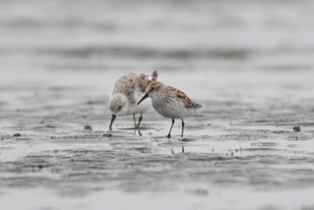 Western Sandpiper Sambanze Tideland Sat, 4/6/2024