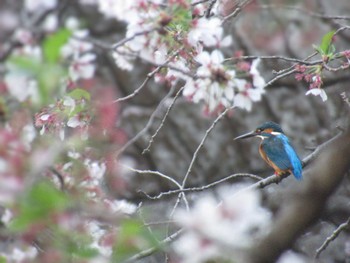 カワセミ 恩田川(高瀬橋付近) 2024年4月11日(木)