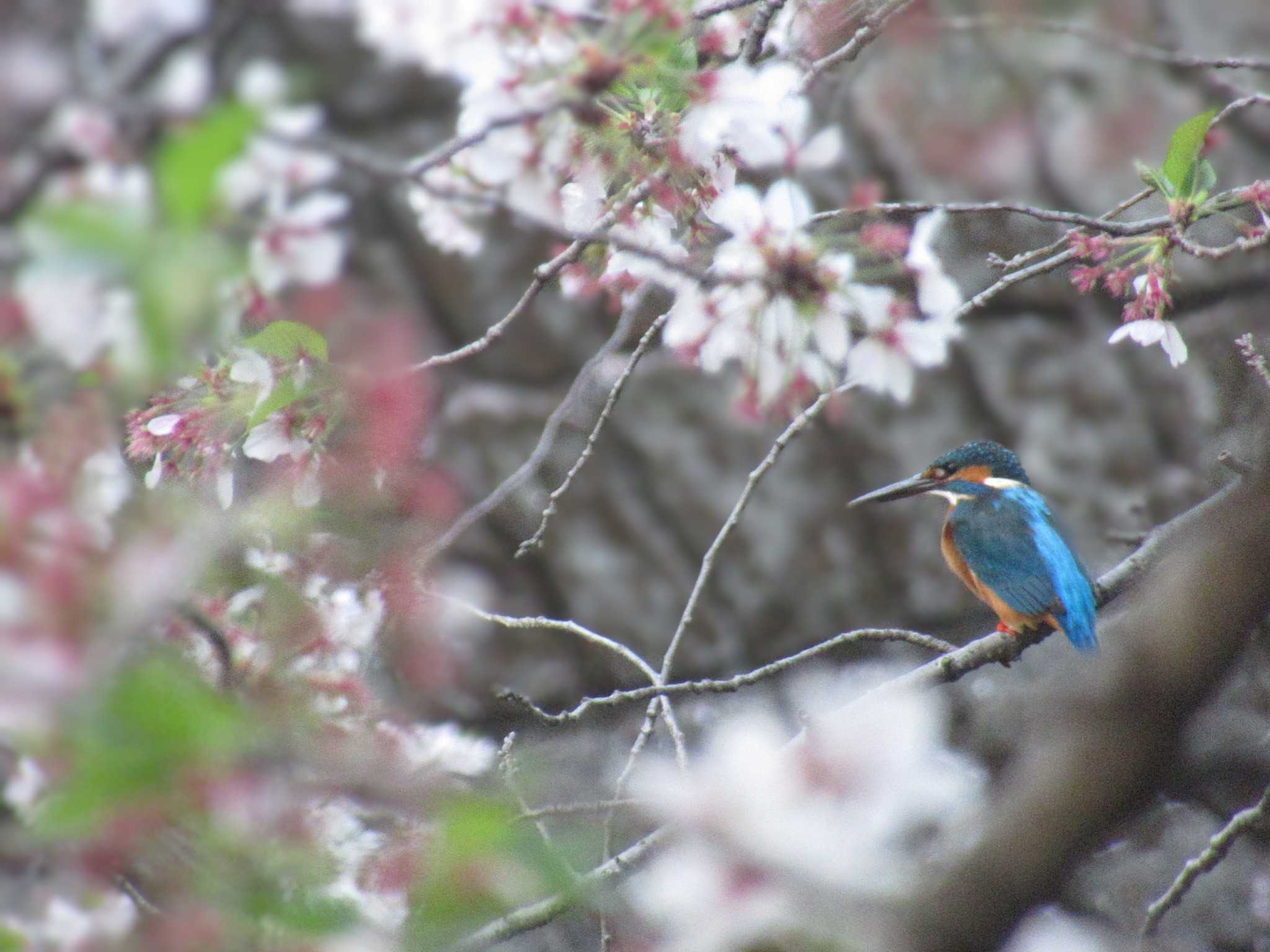 カワセミ