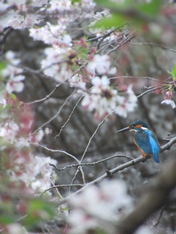 Common Kingfisher 恩田川(高瀬橋付近) Thu, 4/11/2024