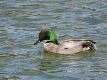 Falcated Duck 愛知県森林公園 Sat, 3/2/2024