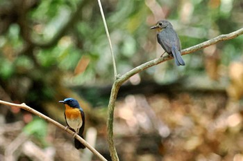 Chinese Blue Flycatcher ベトナム Wed, 4/3/2024