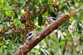 Silver-breasted Broadbill ベトナム Wed, 4/3/2024