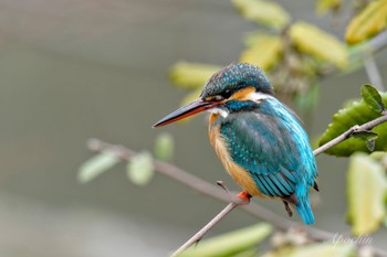 カワセミ こども自然公園 (大池公園/横浜市) 2024年3月24日(日)